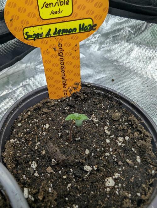 C.C.G / O.S.S Grow Event. Week 1