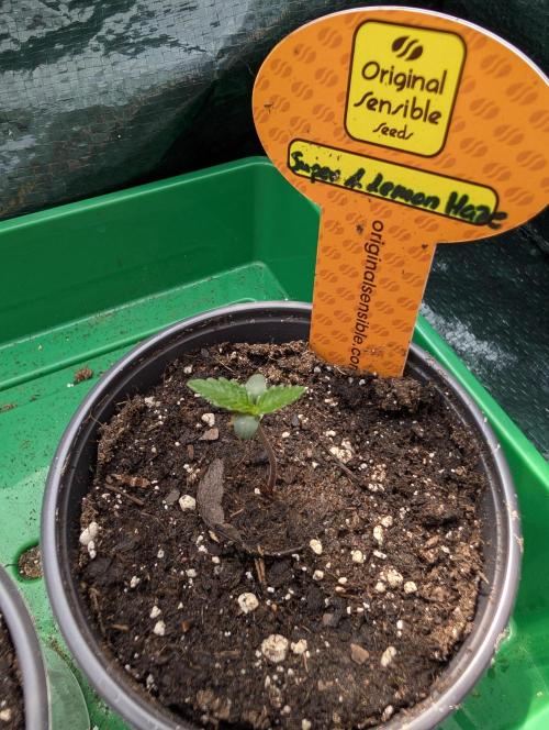 C.C.G / O.S.S Grow Event. Week 1
