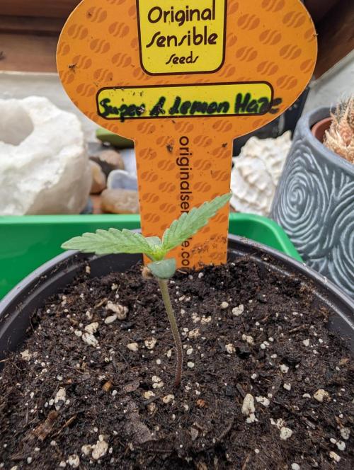 Super Auto Lemon Haze. Week 1