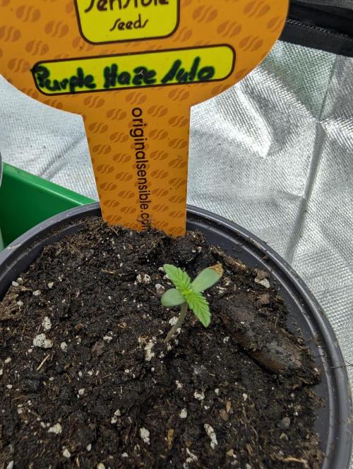 C.C.G / O.S.S Grow Event. Week 1