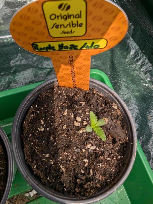 C.C.G / O.S.S Grow Event. Week 1