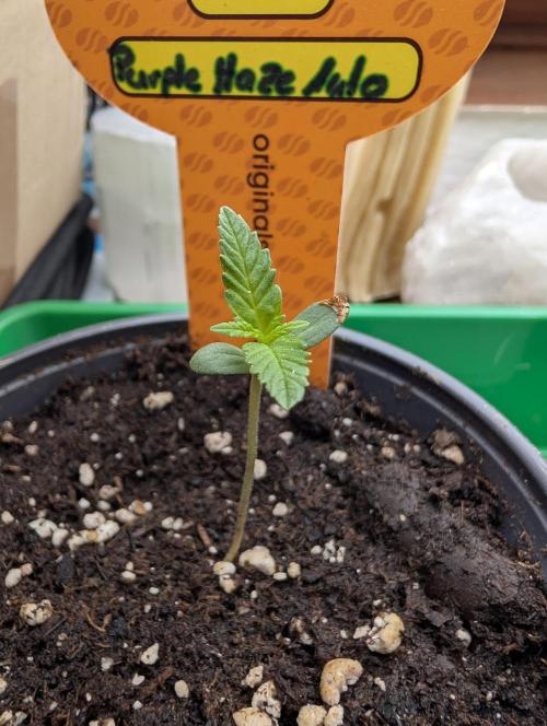 Purple Haze Auto. Week 1