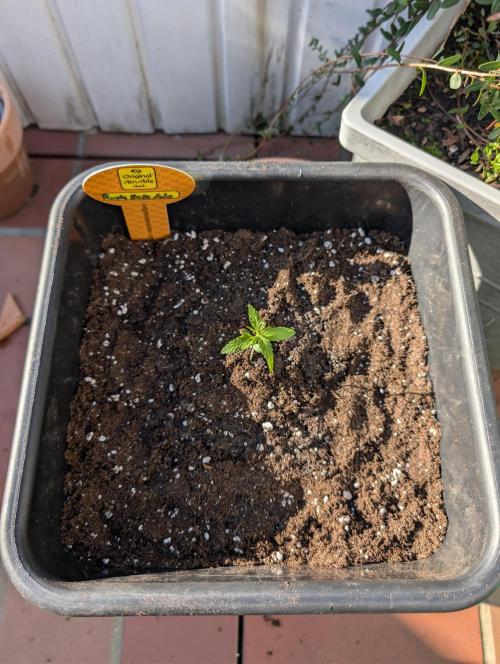 C.C.G / O.S.S Grow Event. Week 2
