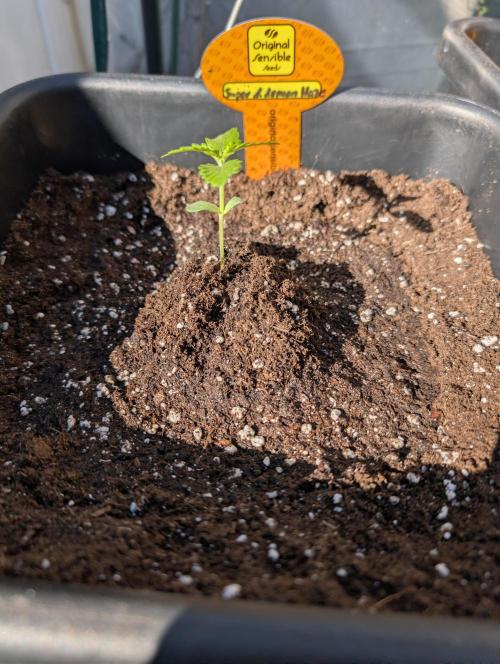 C.C.G / O.S.S Grow Event. Week 2