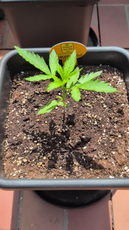 C.C.G / O.S.S Grow Event