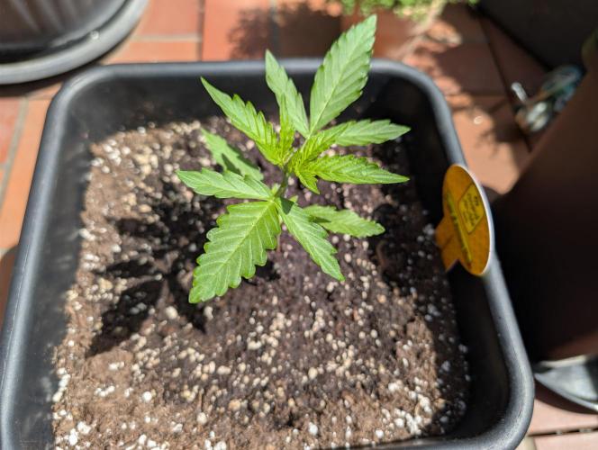 C.C.G / O.S.S Grow Event. Week 3