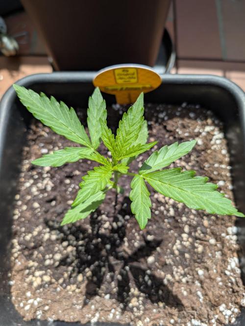 C.C.G / O.S.S Grow Event. Week 3