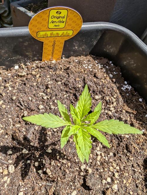 C.C.G / O.S.S Grow Event. Week 3