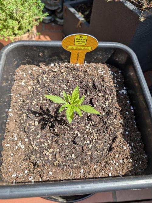 Purple Haze Auto. Week 3