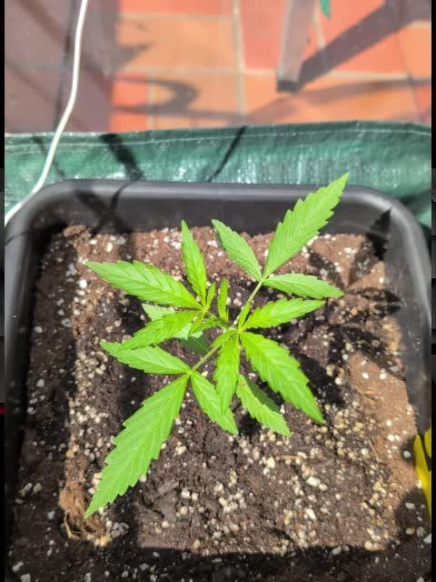 ,,Frosted Guava,, Autoflowering
