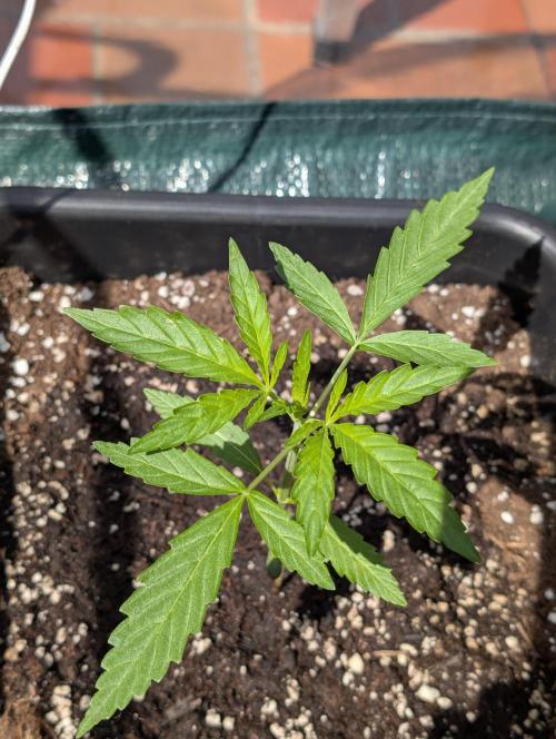 ,,Frosted Guava,, Autoflowering. Week 3