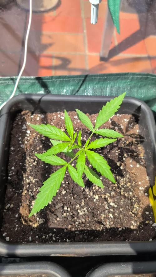 ,,Frosted Guava,, Autoflowering