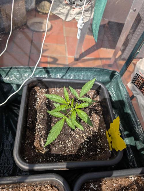 Frosted Guava Autoflowering. Week 3