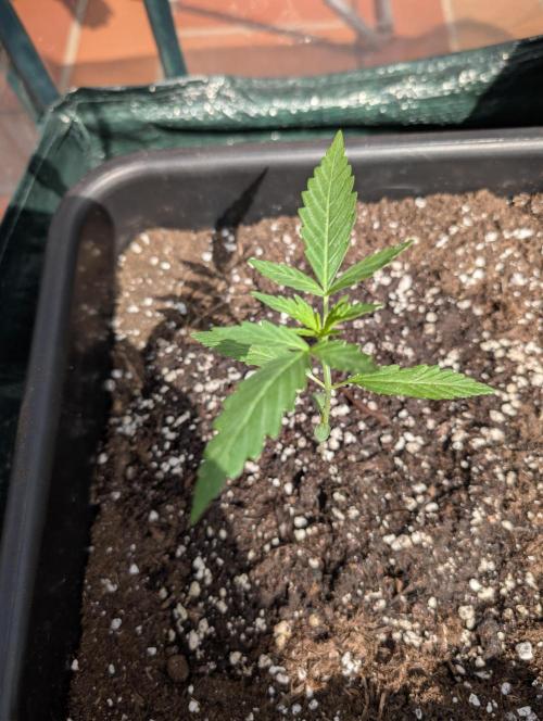 Frosted Guava Autoflowering. Week 3