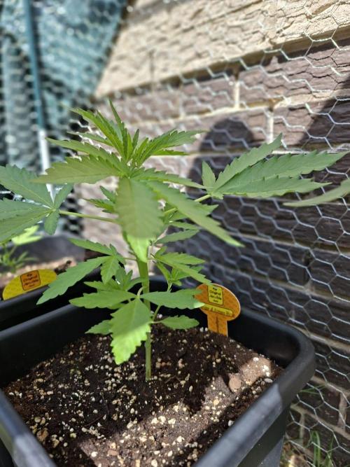 C.C.G / O.S.S Grow Event. Week 4