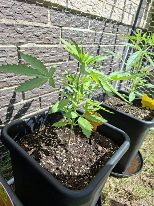 C.C.G / O.S.S Grow Event. Week 4