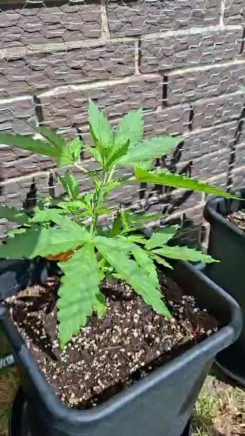 C.C.G / O.S.S Grow Event
