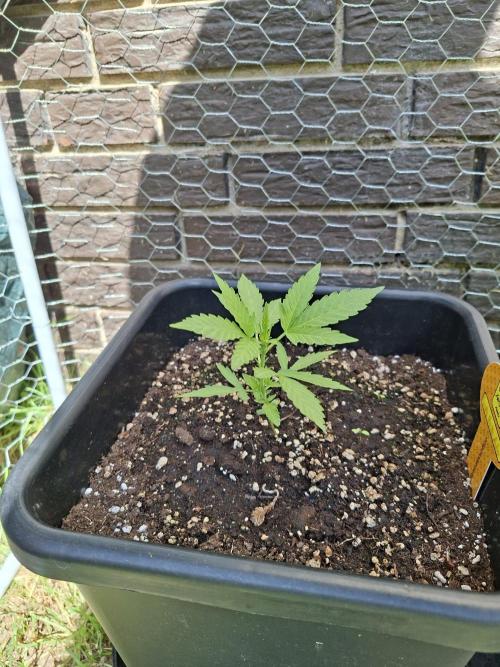 C.C.G / O.S.S Grow Event. Week 4