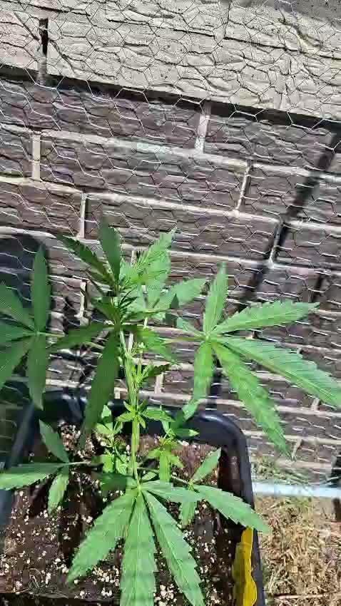 ,,Frosted Guava,, Autoflowering