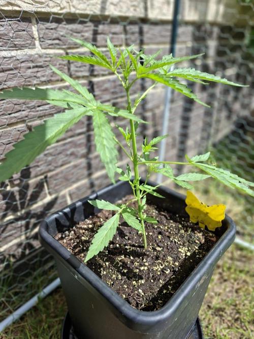,,Frosted Guava,, Autoflowering. Week 4