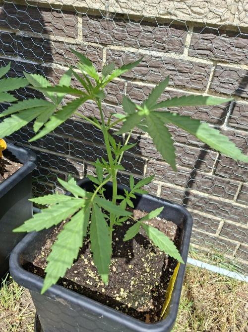 ,,Frosted Guava,, Autoflowering. Week 4