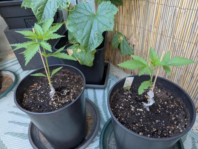 C.C.G / O.S.S Grow Event. Week 5 - Hier links im Bild 