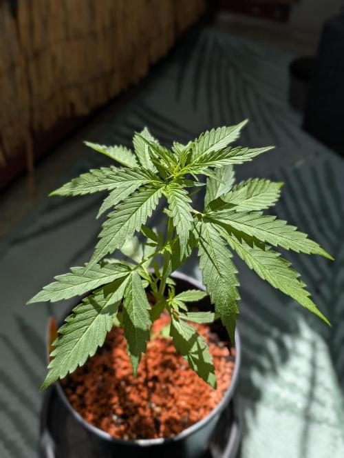 C.C.G / O.S.S Grow Event. Week 5
