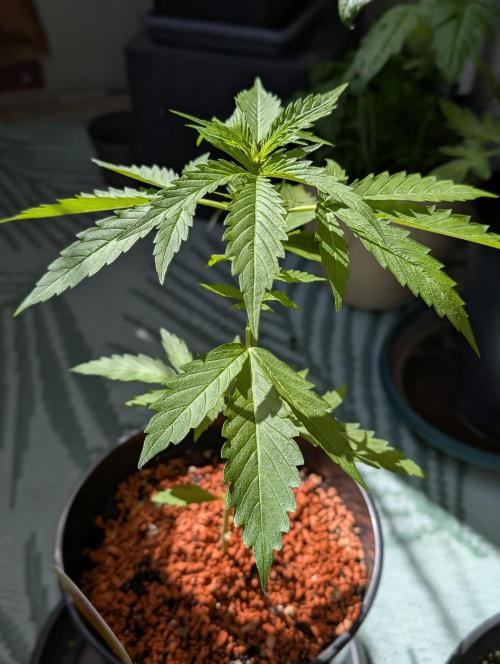 C.C.G / O.S.S Grow Event. Week 5