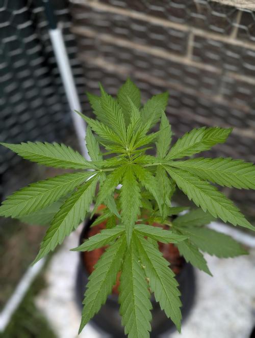 C.C.G / O.S.S Grow Event. Week 5