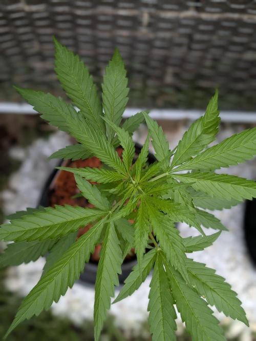 C.C.G / O.S.S Grow Event. Week 5