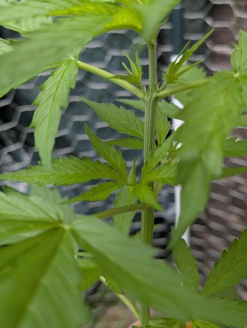 C.C.G / O.S.S Grow Event. Week 5