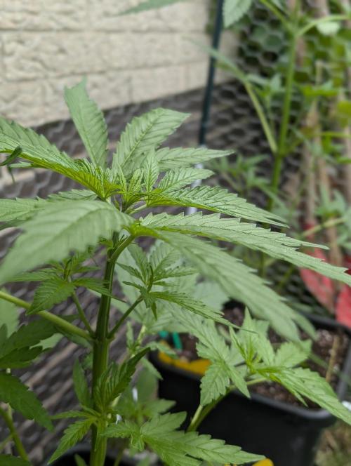 C.C.G / O.S.S Grow Event. Week 5