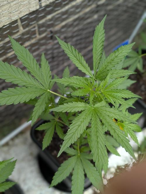 C.C.G / O.S.S Grow Event. Week 5