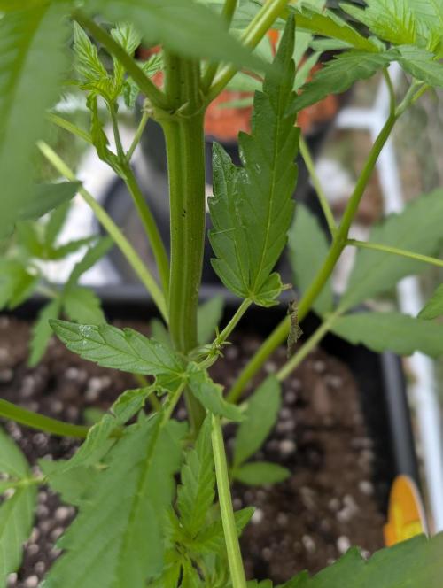 C.C.G / O.S.S Grow Event. Week 5 - Nacktschneckenbefall