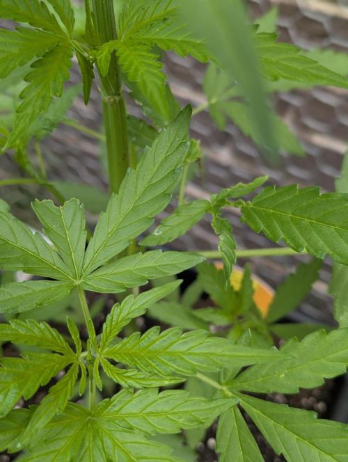 C.C.G / O.S.S Grow Event. Week 5 - Nacktschneckenbefall