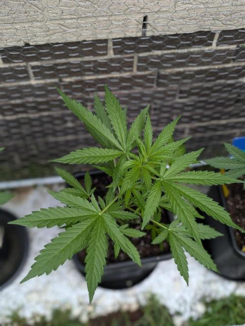 C.C.G / O.S.S Grow Event. Week 5