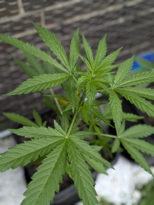 C.C.G / O.S.S Grow Event. Week 5