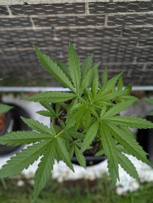 C.C.G / O.S.S Grow Event. Week 5