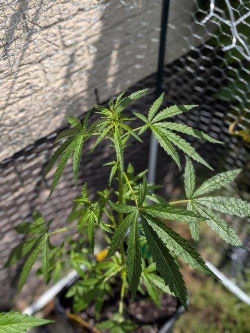 ,,Frosted Guava,, Autoflowering. Week 5