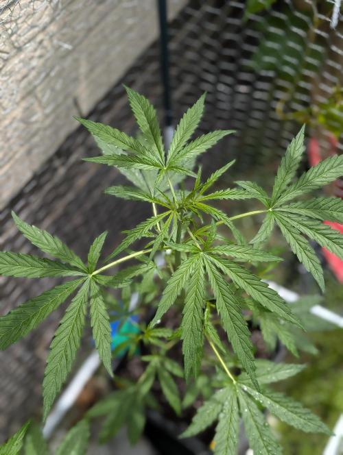 ,,Frosted Guava,, Autoflowering. Week 5