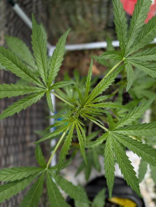 ,,Frosted Guava,, Autoflowering. Week 5
