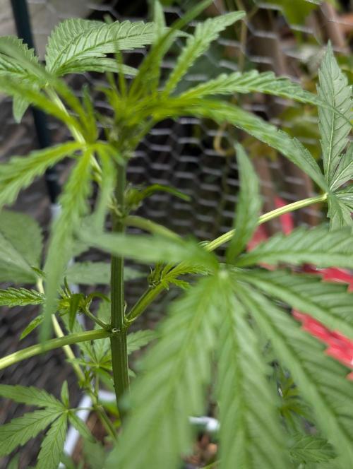 ,,Frosted Guava,, Autoflowering. Week 5