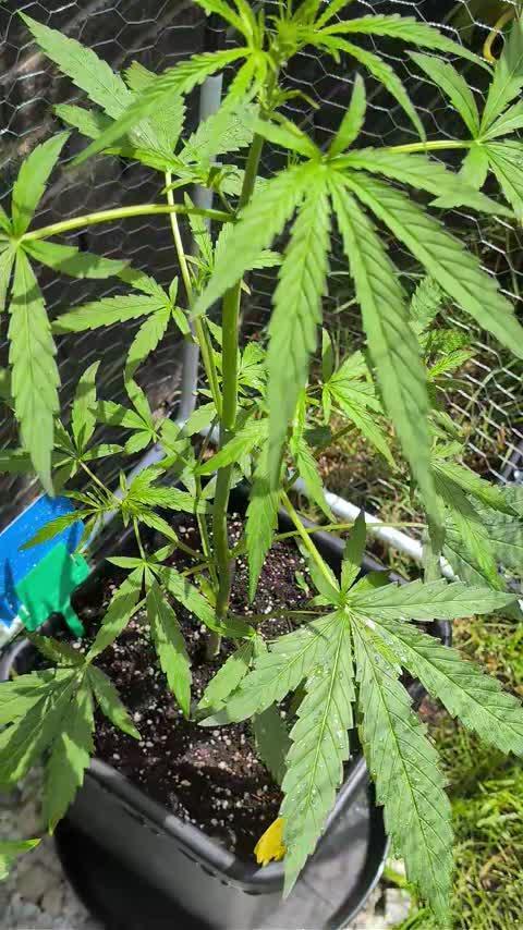 ,,Frosted Guava,, Autoflowering