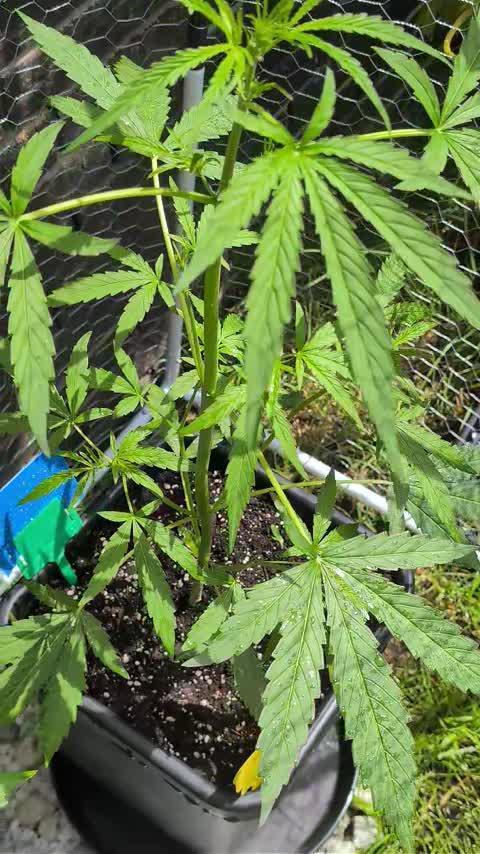 ,,Frosted Guava,, Autoflowering