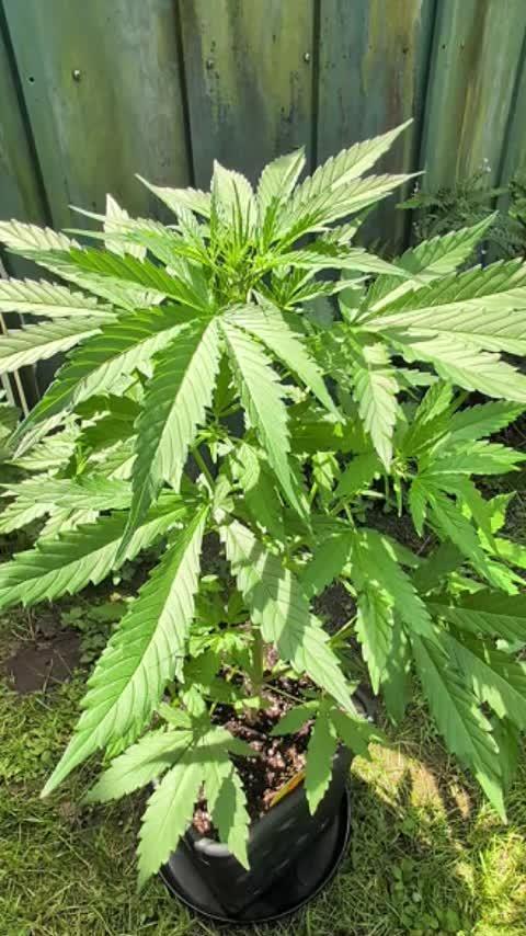 C.C.G / O.S.S Grow Event