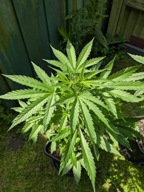 C.C.G / O.S.S Grow Event. Week 6 - Macht ein guten Eindruck :-)