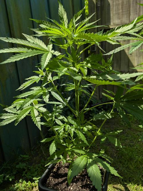 C.C.G / O.S.S Grow Event. Week 6 - Wir mögen uns ;-)