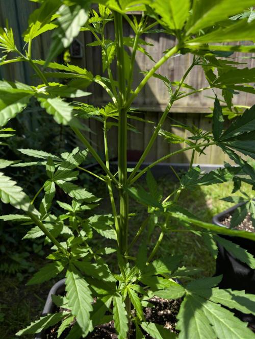 C.C.G / O.S.S Grow Event. Week 6 - Kräftige Stammstruktur und ordentlich Blattmasse 