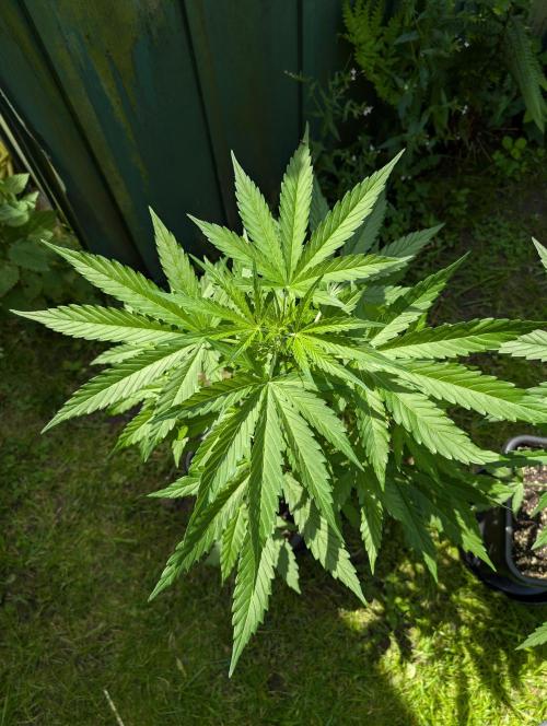 C.C.G / O.S.S Grow Event. Week 6 - Weil es so schön xD