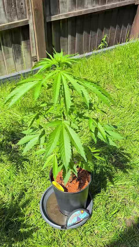 C.C.G / O.S.S Grow Event
